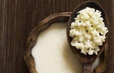Organic Milk Kefir Grains _