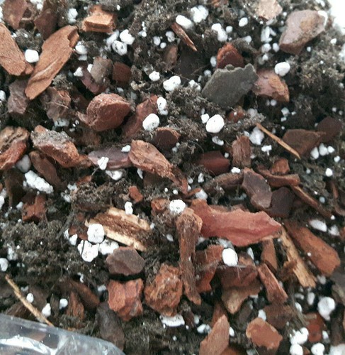 Premium ludisia - (jewel, orchid)