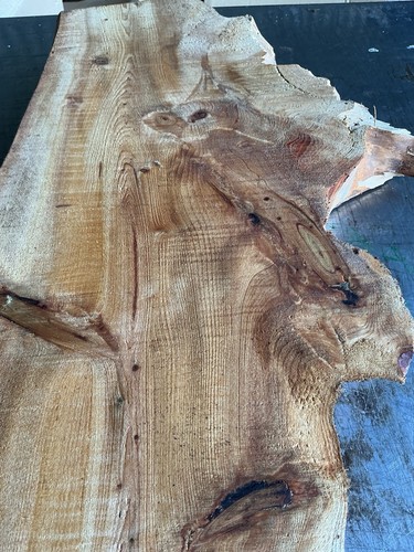 Cedar lebanon of - of,