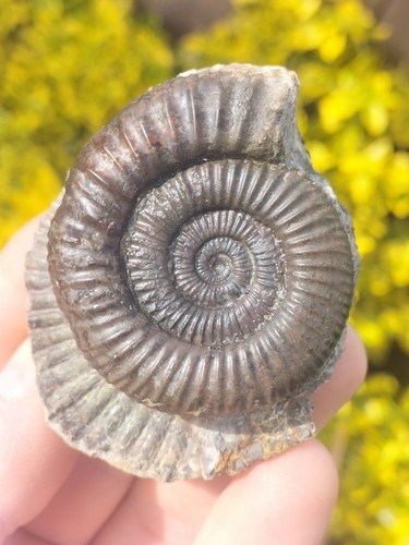 Dactylioceras ammonite - ,