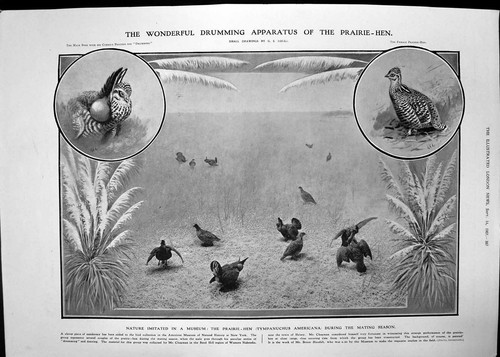 Antique old print prairie hen - antique,