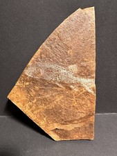 Fish Fossil Aeduella sp. in