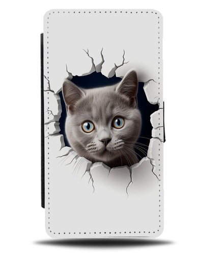 Grey british shorthair cat - shorthair,