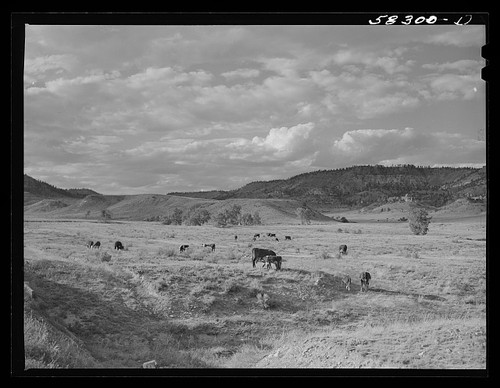 Photo birney lame deer - deer, montana