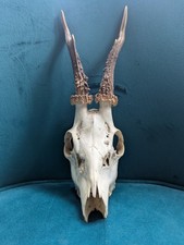 Skull's Roe Deer Antlers