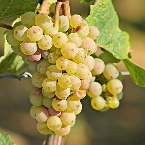 Grape centennial seedless - grape,