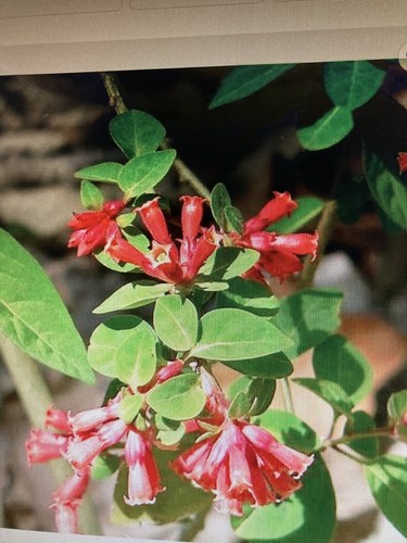 Cestrum elegans red - cestrum,