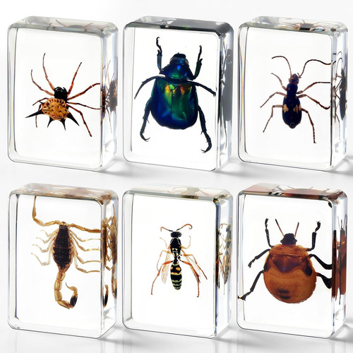 Pcs insect resin specimen - pcs,