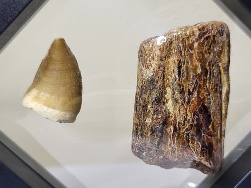 Mosasaur tooth jaw section - &,