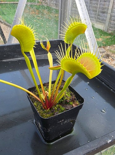 Venus flytrap tall stemmed - tall,