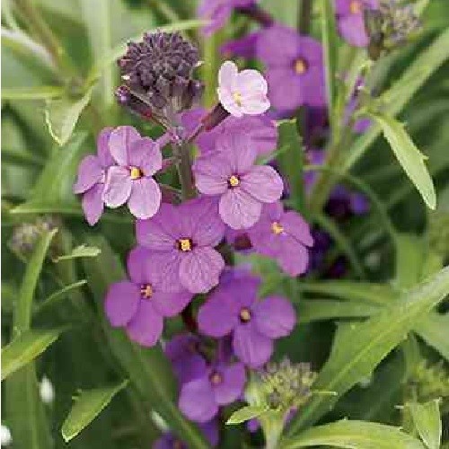 Wallflower little kiss lilac - 'little, lilac'