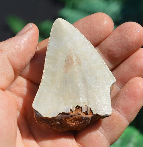 Wow genuine megalodon - ....genuine,