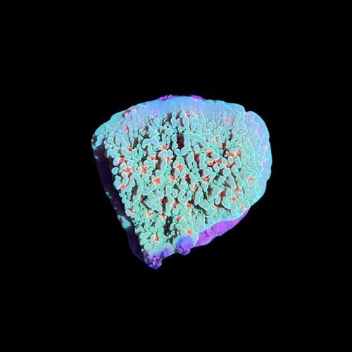 Season greetings montipora - greetings,
