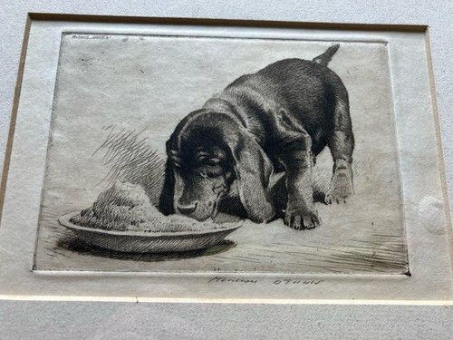 Morgan dennis dachshund pup - morgan,