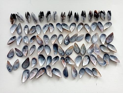 100 mussel sea shells bulk - sea,