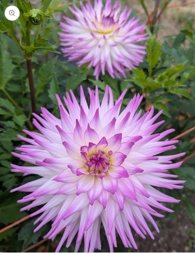 Clearview cameron dahlia - clearview,