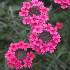 Verbena plug plants pink