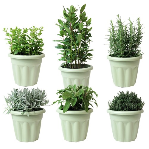 Herb plant 18cm sage - plant,