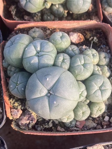 Raresucculent cactus plant - raresucculent,