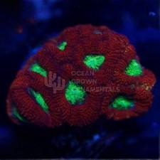 🐈👁️Neon Cat Eye Acan