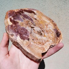 Petrified Wood with Tree Trunk
