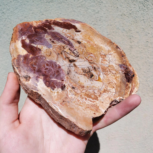Petrified wood with tree trunk - wood,