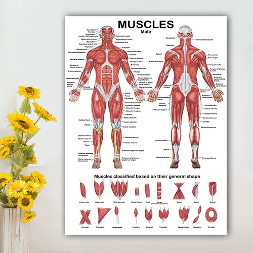 5size human muscular - uk,