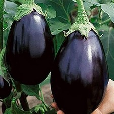 Aubergine Black Beauty Pack