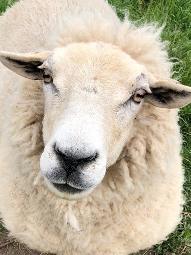 Whole raw sheeps fleece texel - raw, fleece.