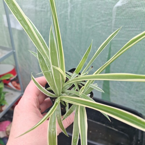 Spider plant chlorophytum - spider,
