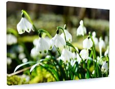 STUNNING SNOW DROP FLOWERS CANVAS PICTURE PRINT WALL ART 