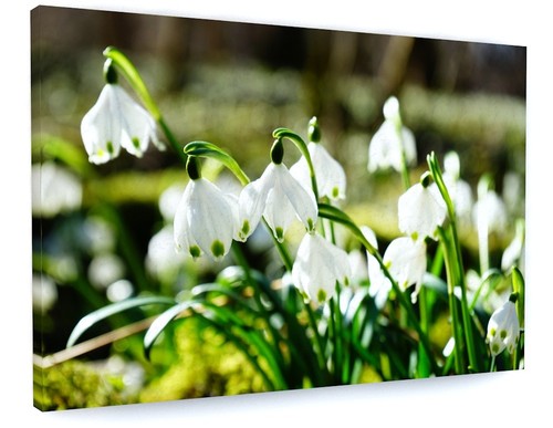 Stunning snow drop - snow,
