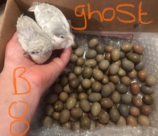 130 Chinese Painted Button Quail Eggs !