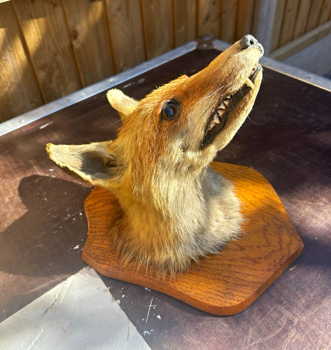 Vintage mounted fox head - mounted,