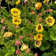 GEUM 'Tempo™ Yellow’  -