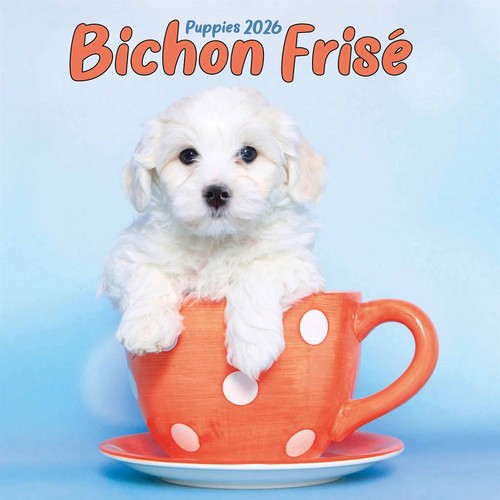 Bichon frisé puppies mini - frisé,