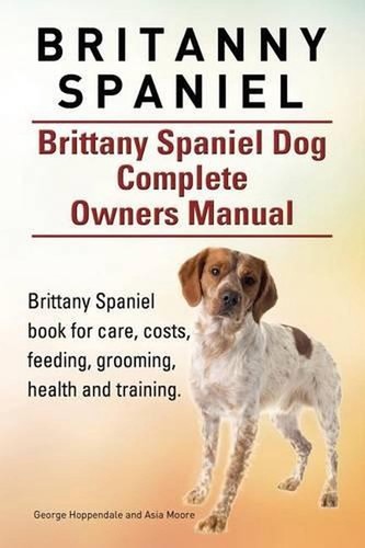 Britanny spaniel brittany - britanny,