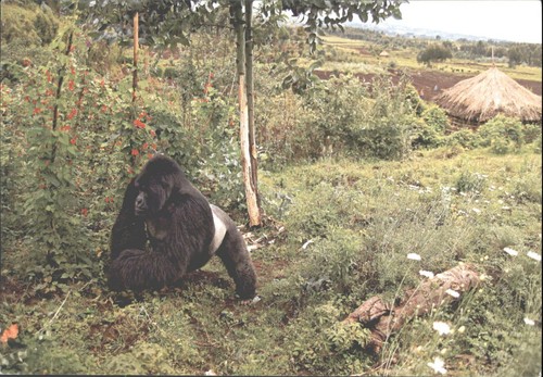 Silverback gorilla rwanda - silverback,