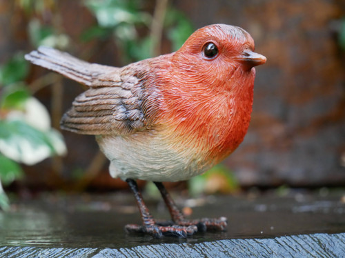 Garden robin bird - garden,