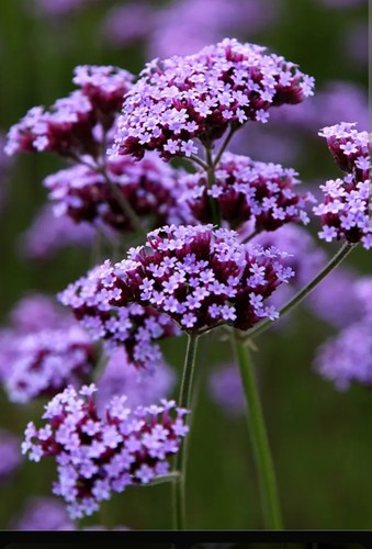 Verbena bonariensis plug plant - plug,