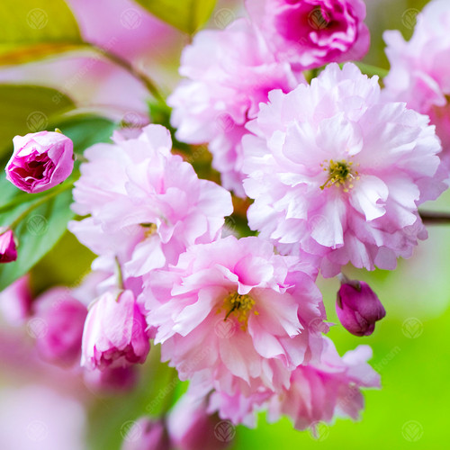 Prunus kanzan japanese - prunus, |