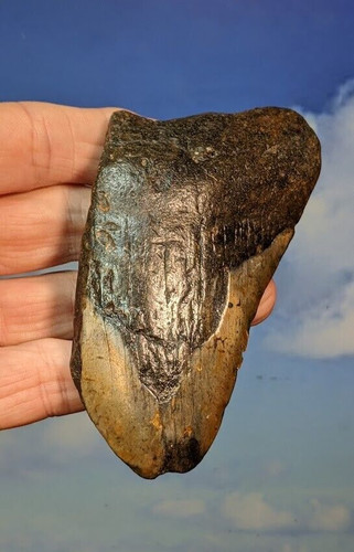 Megalodon shark fossil tooth - megalodon,