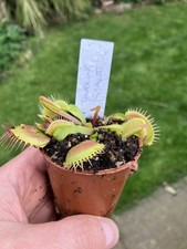 Venus Fly Trap, Dionaea