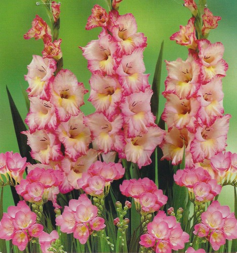 Bulbs pink freesia - 20, +