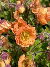 GEUM ‘Tempo™ Orange’  -