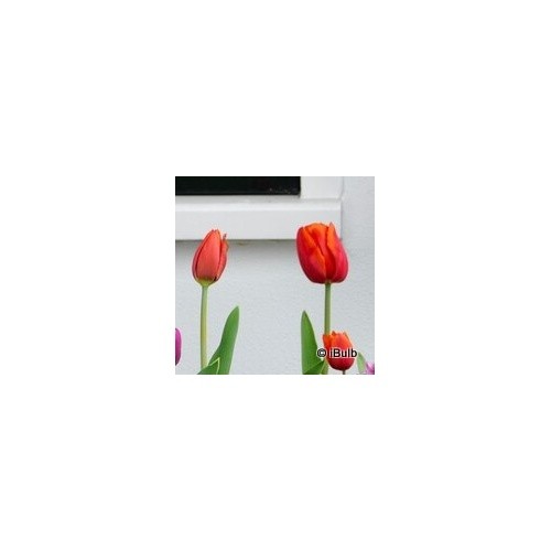 Tulip orange cassini - tulip, 'orange