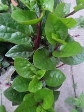 Malabar Spinach Red Vine