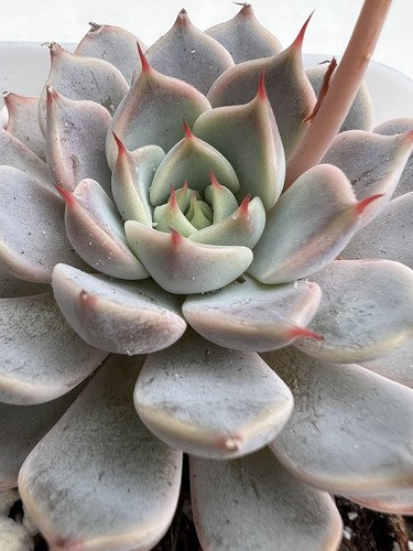 Echeveria texensis rosea rare - texensis,