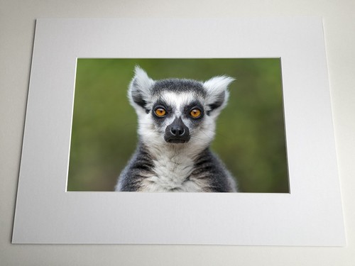 Stare ring tailed - ring,