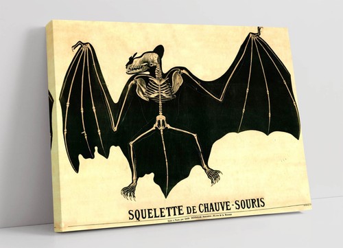 Vintage bat skeleton - vintage,